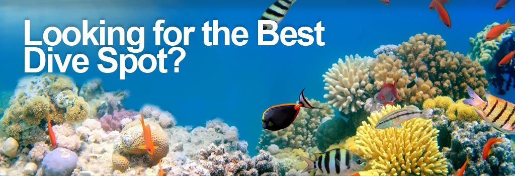 Looking for the best dive spot?