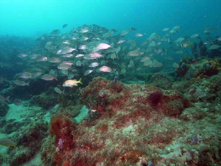 Barracuda Reef