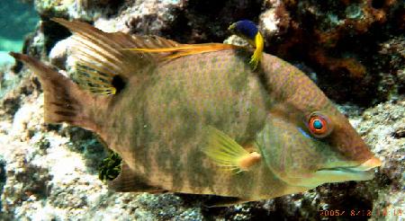 Little Conch Reef