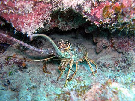 Sombrero Reef